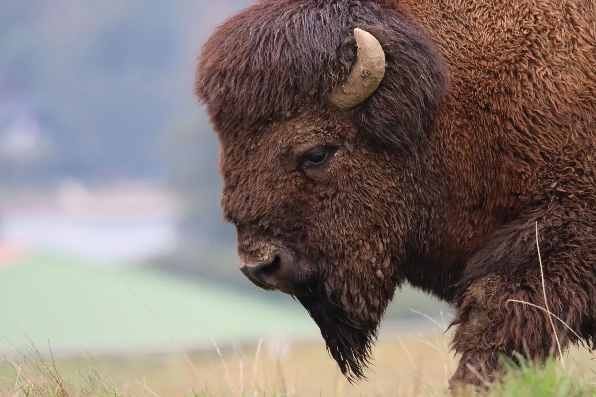 American Gold Buffalo Coins: The US Mint's 24-Karat Bullion Coin